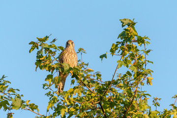 Common Kestrel (Falco tinnunculus)