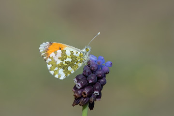 Pieridae / Turuncu Süslü / / Anthocharis cardamines