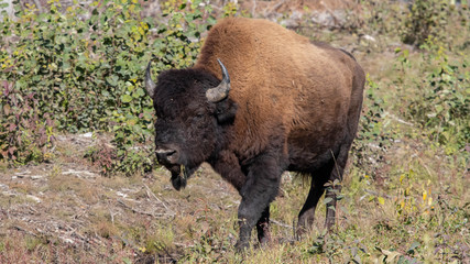 american bison
