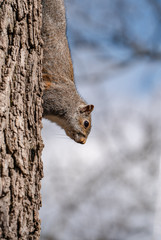 Close up portrait of grey squirrel sitting in tree eating nut in city park. 