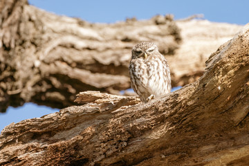 Little Owl (Athene noctua)