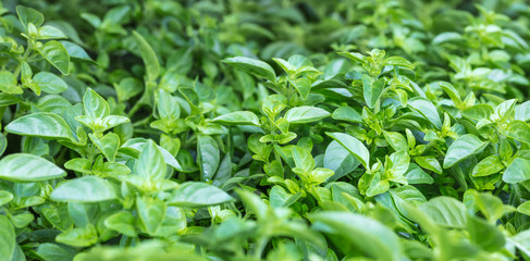 Fundo verde com mangericão