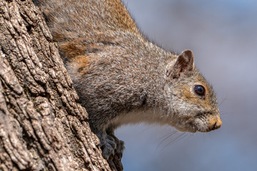 Close up portrait of grey squirrel sitting in tree eating nut in city park. 