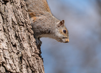 Close up portrait of grey squirrel sitting in tree eating nut in city park. 