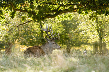 Red Deer stag (Cervus elaphus)