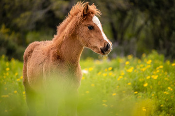 portrait of a brown foal in a blooming meadow