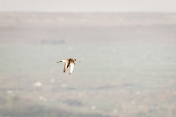 Black-tailed Godwit (Limosa limosa)