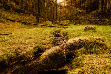 Pine forest in Scotland
