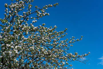 Apple bloom on the blue sky