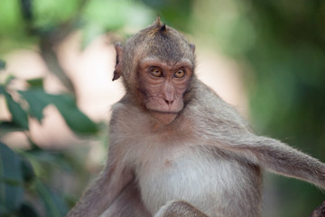 可愛いサル