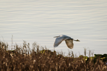 Little Egret (Egretta garzetta) in flight