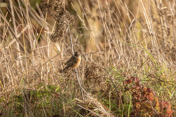 Male Stonechat (Saxicola torquata) in grass