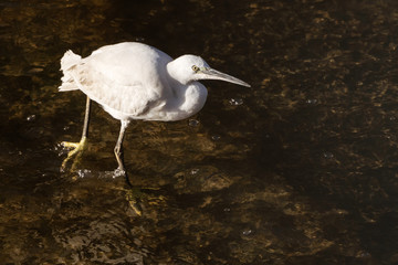 Little Egret (Egretta garzetta) wading