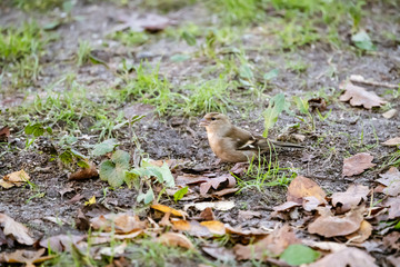 Chaffinch (Fringilla coelebs)