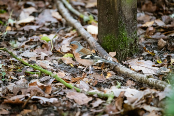 Chaffinch (Fringilla coelebs)