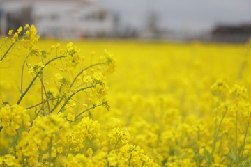 Obraz premium field of rape