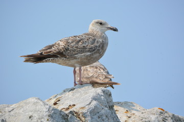 seagull on a rock