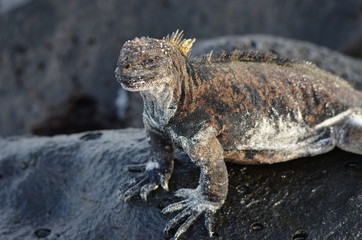 Marine iguana at Galapagos islands