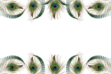 Obraz premium peacock feather in white background with text copy space