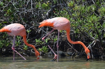 Flamingo at Galapagos islands