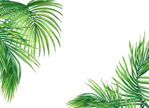 Mockup of tropical green coconut palm leaves. Watercolor hand drawn painting illustration isolated on a white background.