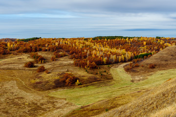 Autumnal forest at overcast day