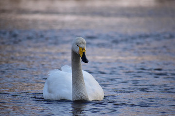 川に浮かぶ一羽の白鳥