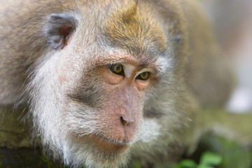 Close-up of a large brooding male monkey looking down sitting on a rock.