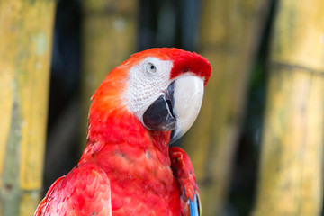 Closeup portrait of the red macaw parrot in Ubud bird park.
