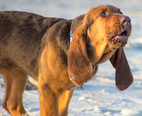Beautiful Bloodhound