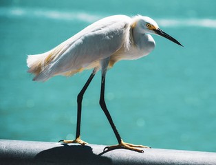 Beautiful Egret