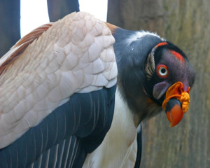 king vulture