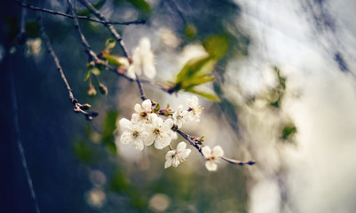 Branch with flowers of a cherry tree