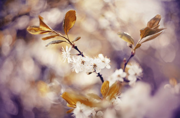 Branch of the blossoming cherry