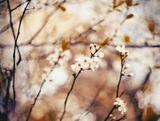 Spring blossoming of cherry.