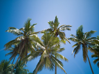 Fototapeta na wymiar Coconut trees with blue sky
