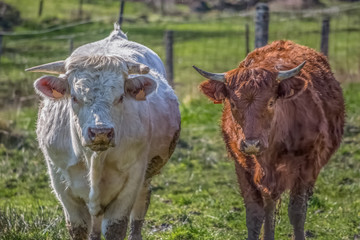 View of cows on the green pasture on farm