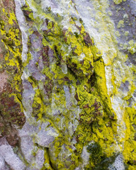 frozen lichen on bark