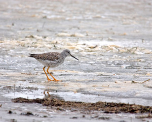 bird on the beach