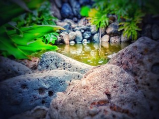 The wild pool