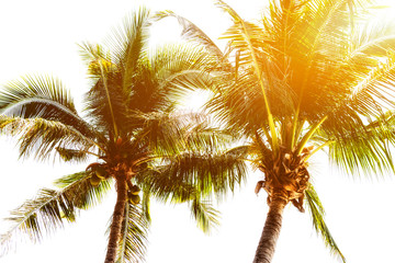 Plakat Summer vacation with coconut. Palm trees at sunset background.