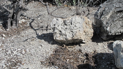 2 northern curlytail lizard leiocephalus carinatus