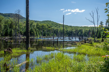 Obraz premium Beaver pond on the mount van hoevenberg trail in the adirondack mountains near Lake Placid NY