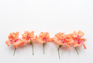 High angle view of coral hibiscus flower arranged in a row on white background