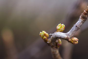 Blooming leaves on a branch