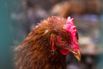 Red chicken close up