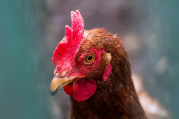 Red chicken close up