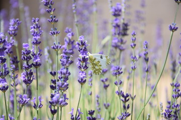Naklejka premium Field of Lavender