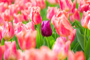 Violet and pink tulip flower garden