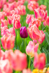 Fototapeta premium Violet and pink tulip flower garden